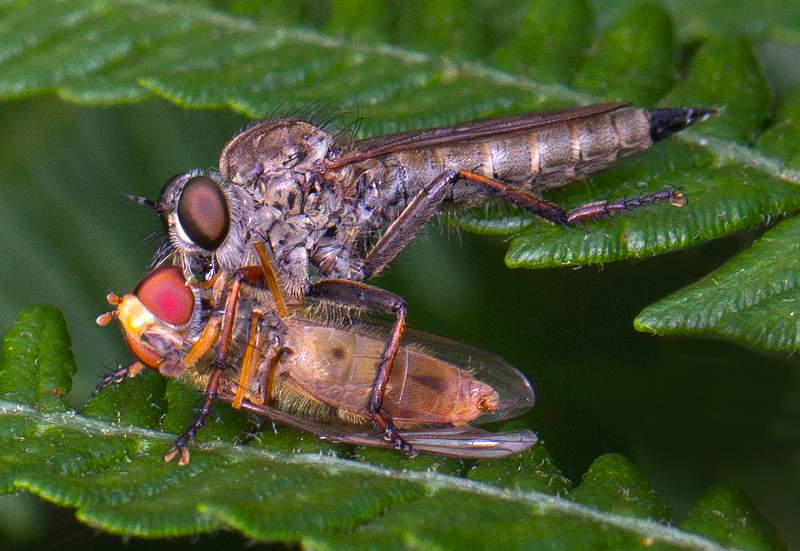 Robberfly attacking hoverfly - Charles Whitfield-King.jpg